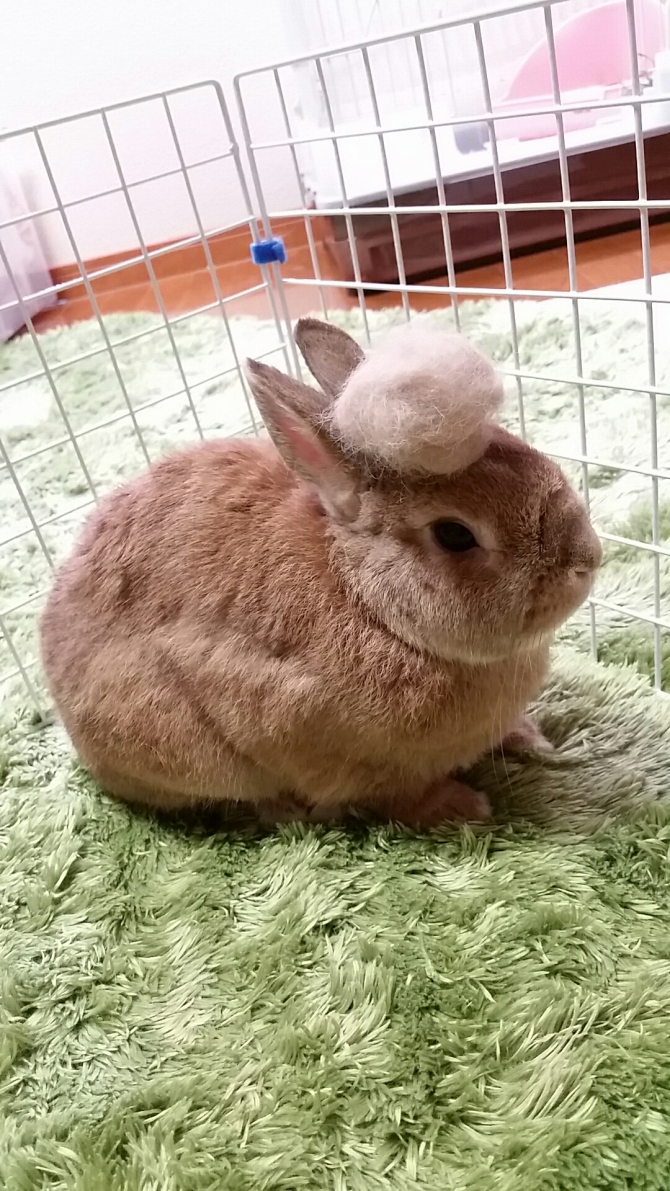 ヤンキーだぜー！（うさぎ：ネザーランドドワーフ）Small Animal