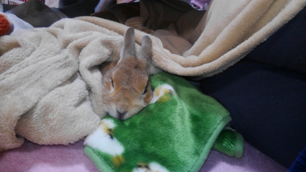 ジー様は毛布でぬくぬく（うさぎ：ネザーランドドワーフ）Small