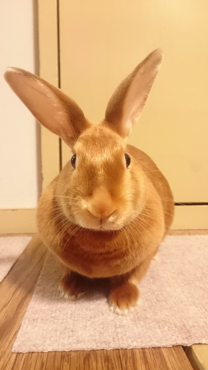 夏色うさぎ うさぎ その他・わからない：Small Animal Life｜うさぎ