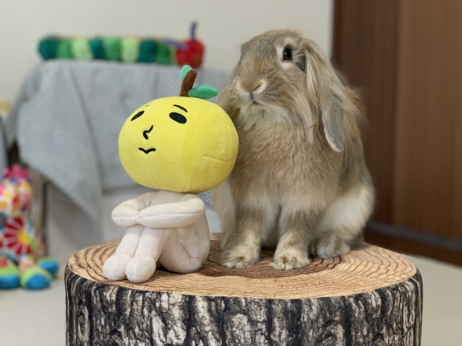 うさぎ その他・わからない：Small Animal Life｜うさぎ