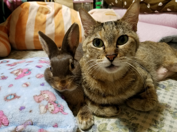 うさんぽ　ハンジ2こ ラボ キゴシ ワークス RABOKIGOSHI works 70mmウェッジソール本