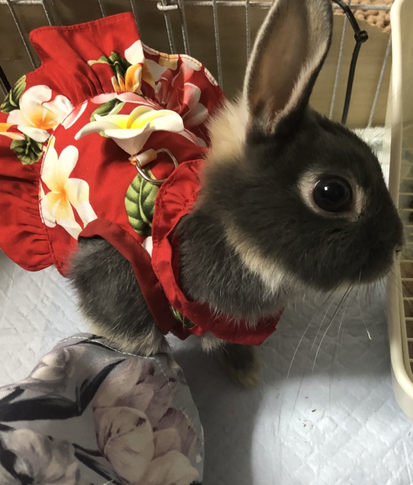 【アゲハ】【ウサギ】 アロハ（うさぎ：ネザーランドドワーフ）Small Animal Life