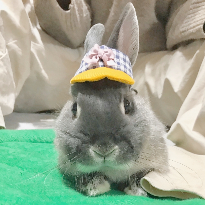 ポメラート DoDoウサギ どお？似合ってる？（うさぎ：ネザーランドドワーフ）Small