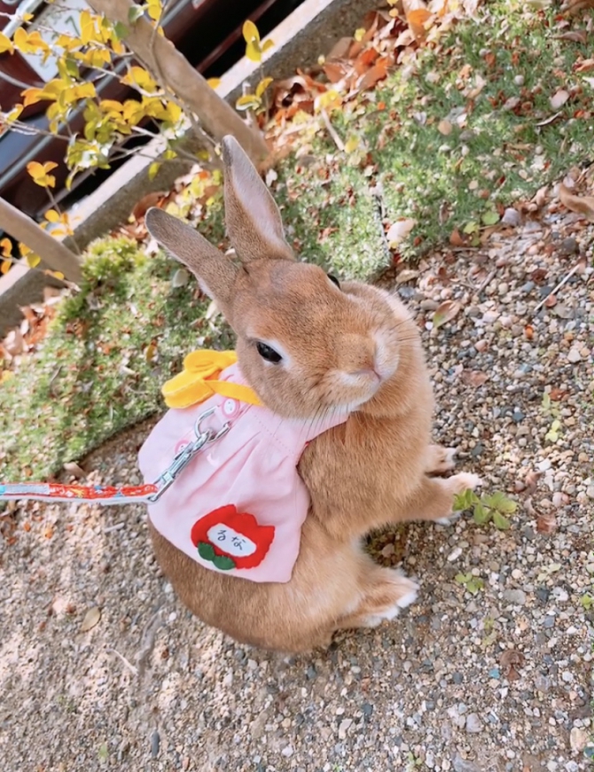 入園式（うさぎ：ネザーランドドワーフ）Small Animal Life｜うさぎ