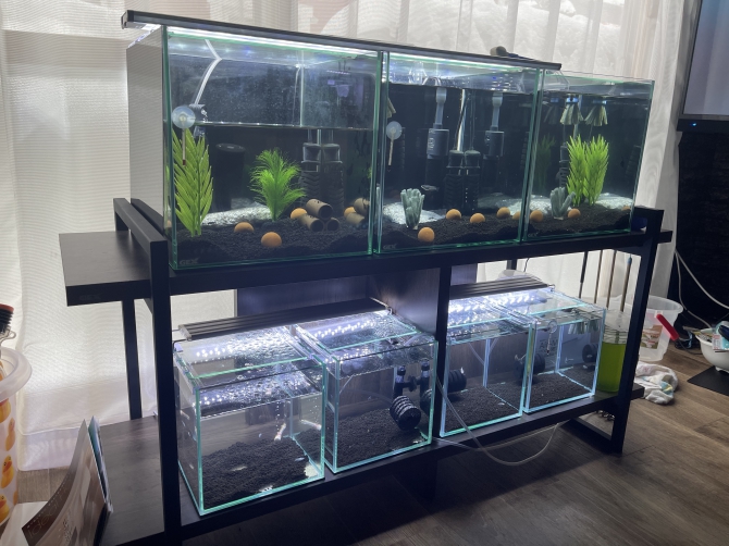 高級品市場 メダカマンション（メダカ サファイア、鬼ラメ、ドラゴンブルー その他