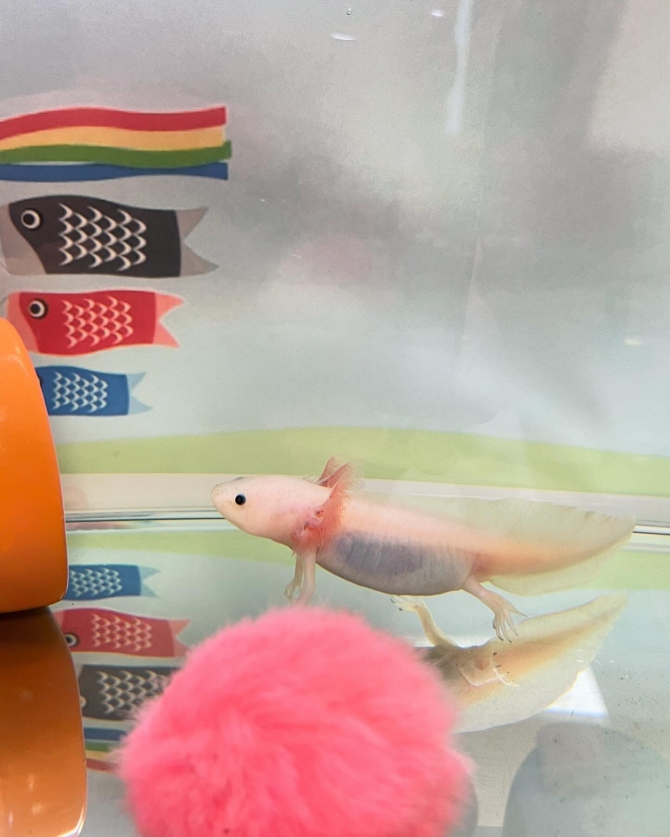 可愛い家族♡うばちゃん（熱帯魚 ウーパールーパー）アクアリウム自慢