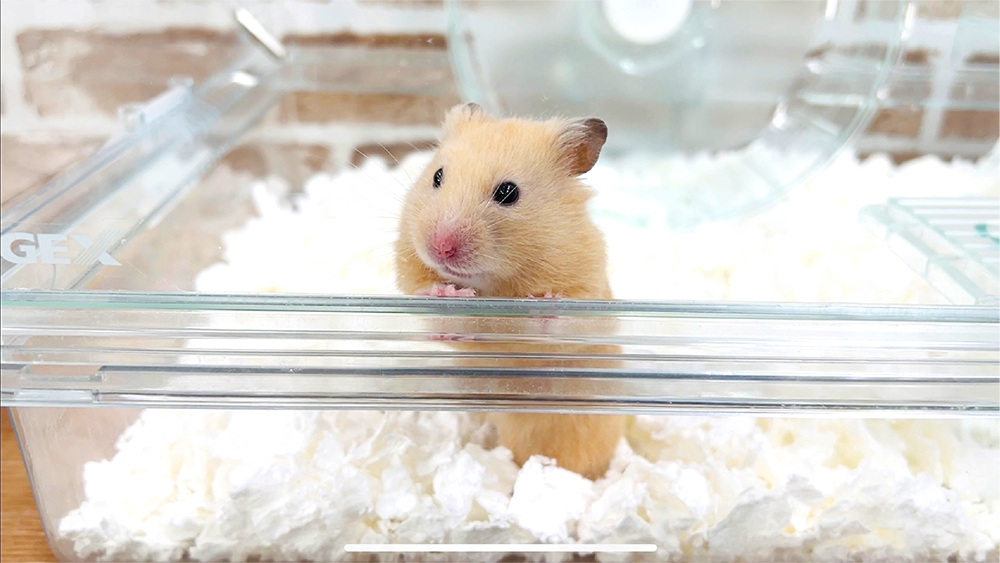 ハムスター用ケージ スターターケージ　ガラスなので中がよく見えるグラスハーモニー