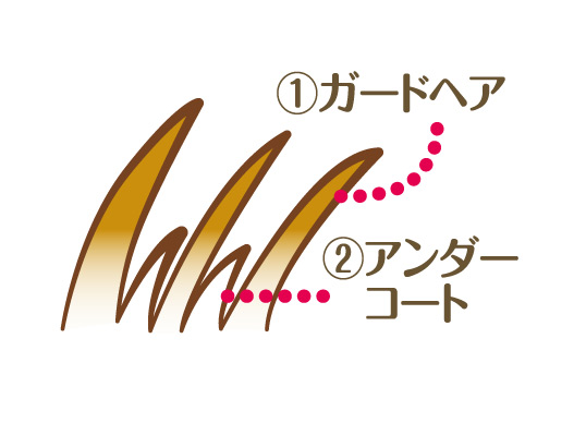 2種類の毛に合わせてグルーミングを