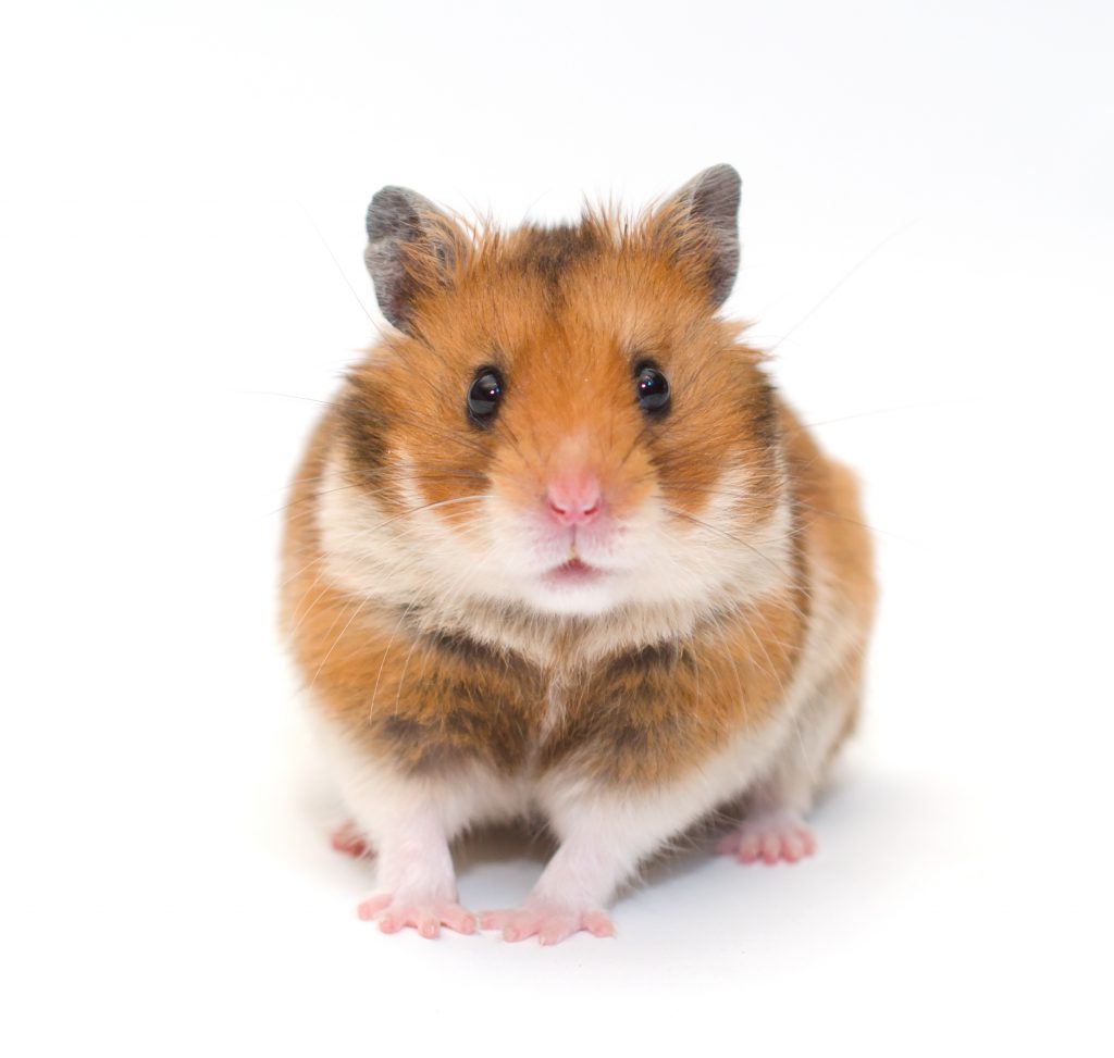 ゴールデンハムスターの種類 - Shutterstock 1114062941 1024x973