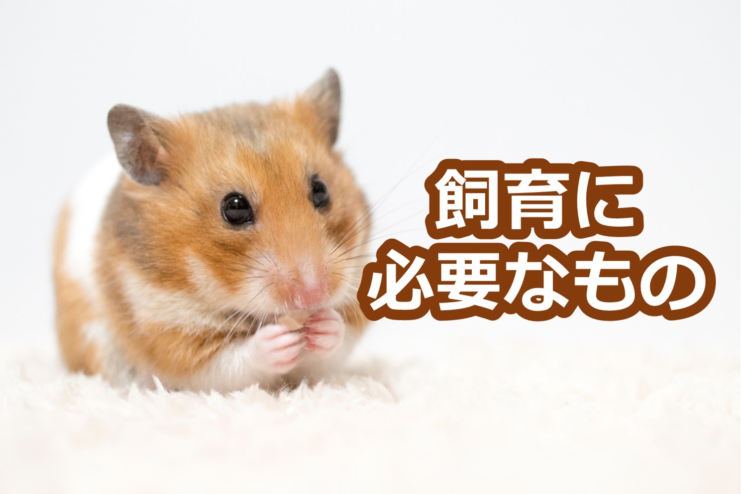 ハムスターの飼育に必要なものは 飼い始める前にチェック