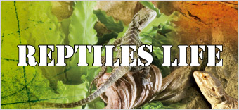 REPTILES LIFE