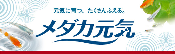 元気に育つ、たくさん増える。　メダカ元気