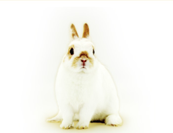 ジェックス株式会社 ペット用品の開発 製造 販売