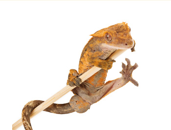 ジェックス株式会社 ペット用品の開発 製造 販売