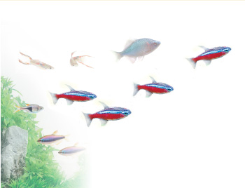 ジェックス株式会社 ペット用品の開発 製造 販売