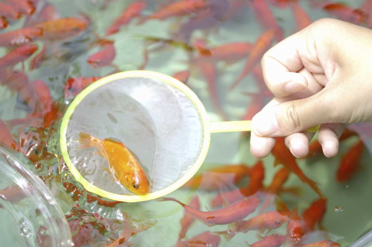 金魚 金魚すくいで持ち帰った金魚 元気に飼育するには