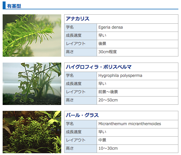 有茎型：アナカリス、ハイグロフィラ・ポリスペルマ、パール・グラス