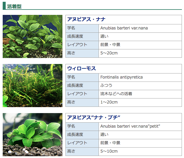 活着型：アヌビアス・ナナ、ウィローモス、アヌビアス”ナナ・プチ”