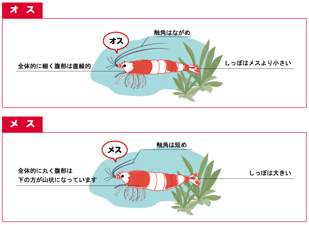 オス：全体的に細く腹部は直線的。触覚はながめ。しっぽはメスより小さい。　メス：全体的に丸く腹部は下の方が山状になっています。触覚は短め。しっぽは大きい。