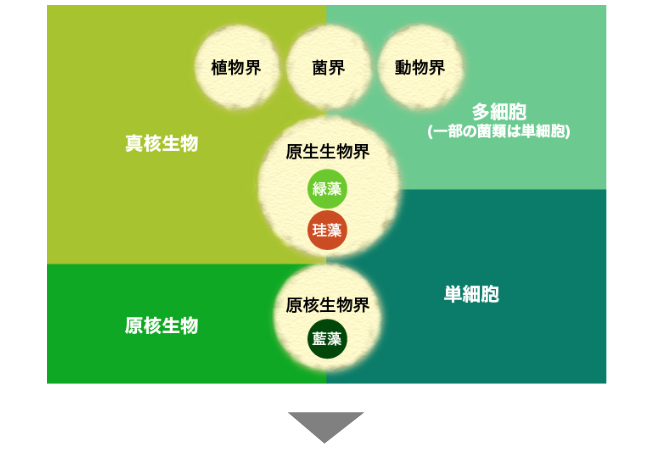 五界説で見る藻類