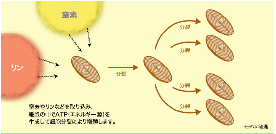 窒素やリンなどを取り込み、細胞の中でATP(エネルギー源)を生成して細胞分裂により増殖します。
