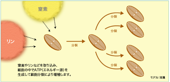 窒素やリンなどを取り込み、細胞の中でATP（エネルギー源）を生成して細胞分裂により増殖します。