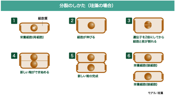 分裂のしかた(珪藻の場合)