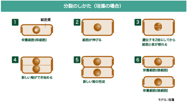 分裂のしかた（珪藻の場合）