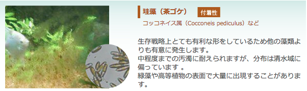 珪藻（茶ゴケ）【付着性】：コッコネイス属（Cocconeis pediculus）など　生存戦略上とても有利な形をしているため他の藻類よりも有意に発生します。 中程度までの汚濁に耐えられますが、分布は清水域に偏っています 。 緑藻や高等植物の表面で大量に出現することがあります。