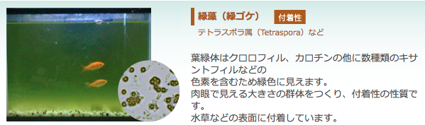 緑藻（緑ゴケ）【付着性】：テトラスポラ属（Tetraspora）など　葉緑体はクロロフィル、カロチンの他に数種類のキサントフィルなどの 色素を含むため緑色に見えます。 肉眼で見える大きさの群体をつくり、付着性の性質です。 水草などの表面に付着しています。