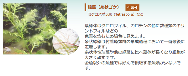 緑藻（糸状ゴケ）【付着性】：ミクロスポラ属（Tetraspora）など　葉緑体はクロロフィル、カロチンの他に数種類のキサントフィルなどの 色素を含むため緑色に見えます。 糸状緑藻は付着藻類群の形成過程において一番最後に定着します。 糸状体性珪藻や他の緑藻に比べ藻体が長くなり細胞が大きく頑丈です。 金魚以外の魚種では好んで摂取する魚類が少ないです。