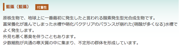 藍藻（藍藻）【付着性】：原核生物で、地球上に一番最初に発生したと言われる酸素発生型光合成生物です。 富栄養化が進んでしまった水槽や硝化バクテリアのバランスが崩れた(硝酸が多くなる)水槽でよく発生します。 外見も悪く悪臭を伴うこともあります。 少数細胞が共通の寒天質の中に集まり、不定形の群体を形成しています。