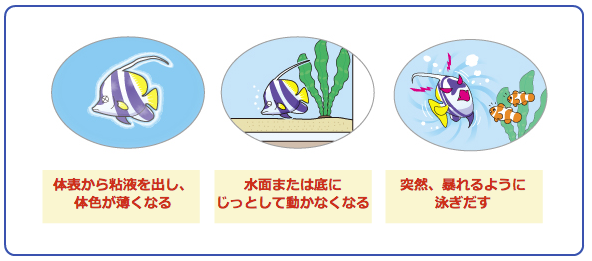 白にごりなんて怖くない 第3章 魚への影響