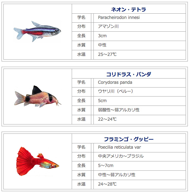 新しく始める アクアのある生活 第3章 観賞魚の選び方