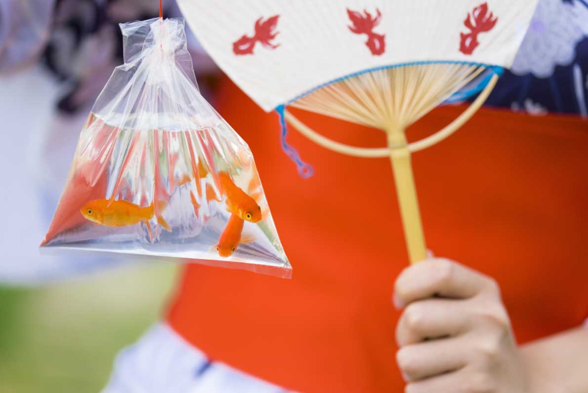 金魚 金魚すくいで持ち帰った金魚 元気に飼育するには