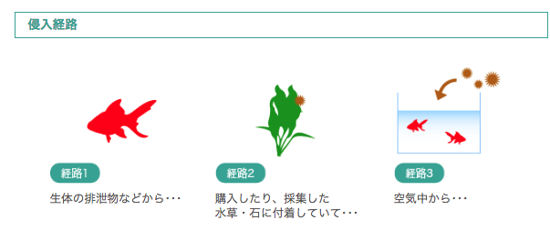 【侵入経路】経路1：生体の排泄物などから･･･　経路2：購入したり、採集した 水草・石に付着していて･･･　経路3：空気中から･･･