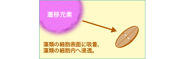 藻類の細胞表面に吸着、藻類の細胞内へ浸透。