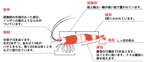 レッドビーシュリンプの特徴