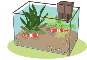 レッドビーシュリンプ水槽
