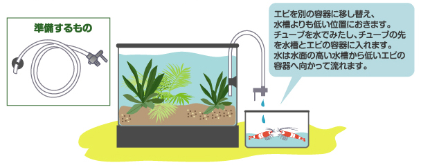 エビを別の容器に移し替え、水槽よりも低い位置におきます。チューブを水でみたし、チューブの先を水槽とエビの容器に入れます。水は水面の高い水槽から低いエビの容器へ向かって流れます。