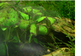 糸状藻類