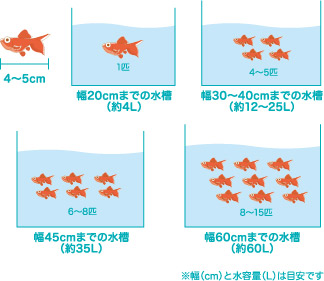 金魚 金魚の鼻上げについて考えてみよう