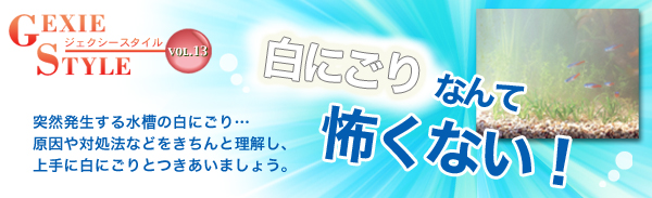 白にごりなんて怖くない！　突然発生する水槽の白にごり...原因や対処法などをきちんと理解し、上手に白にごりとつきあいましょう。