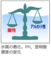 水質の悪化。PH,亜硝酸濃度の変化