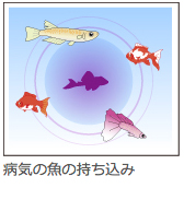 観賞魚の病気についてもっと知ろう