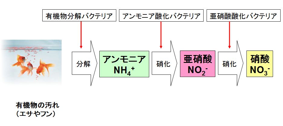 バクテリア 親株サイズ Leaf Corp 水槽の宝石 SSサイズ 10個入り バクテリア 積層石