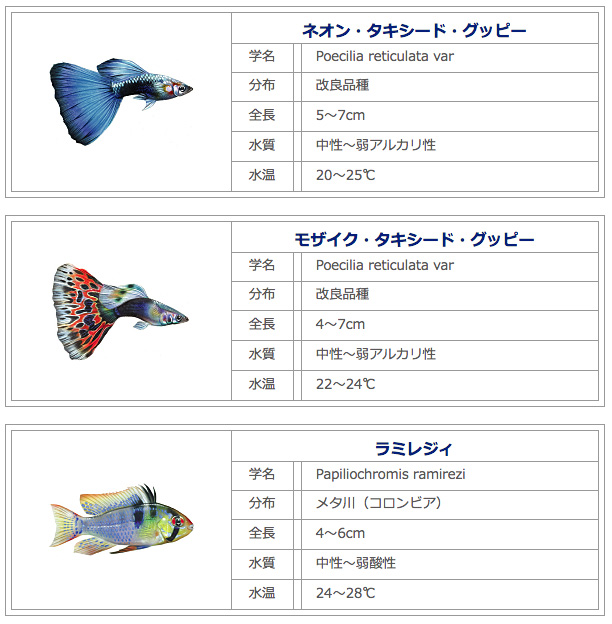 新しく始める！アクアのある生活 観賞魚の選び方