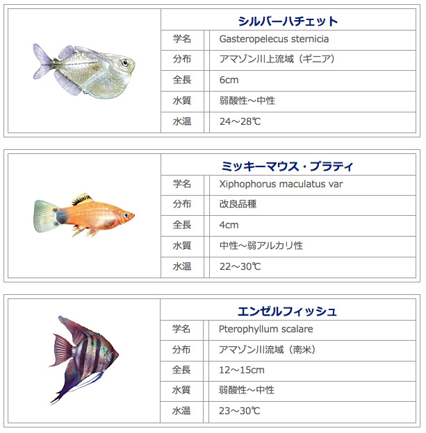 観賞魚5年目 新しく始める！アクアのある生活 観賞魚の選び方