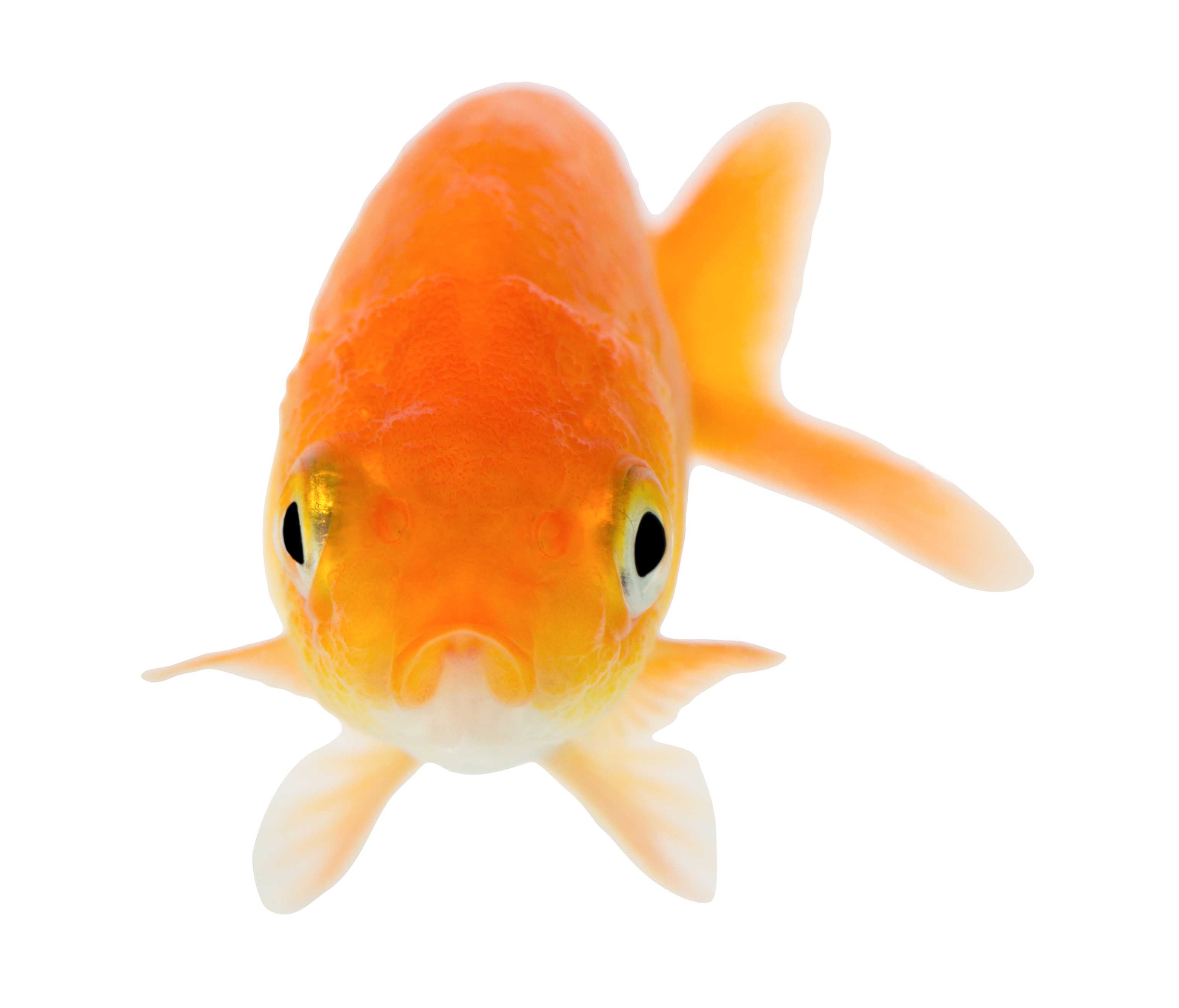 かわいい金魚を守ってあげましょう!粘膜の大切さ。