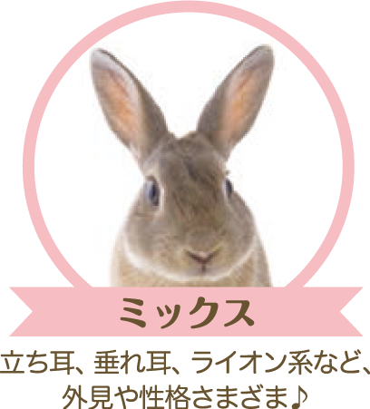 うさぎの種類 ミックス